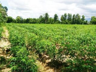 For sale land in Wang Nam Khiao, Nakhon Ratchasima