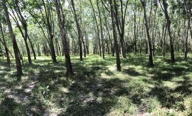 For sale land in Mueang Phatthalung, Phatthalung