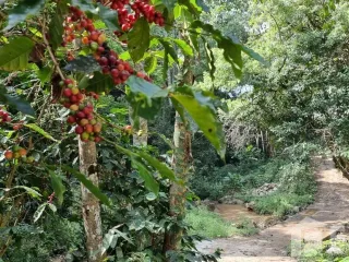 For sale land in Mae On, Chiang Mai