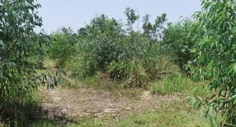 For sale land in Kham Ta Kla, Sakon Nakhon
