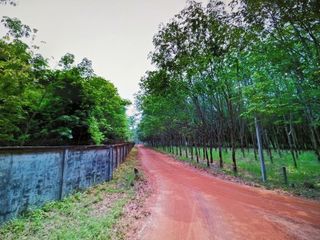 For sale land in Phon Charoen, Bueng Kan
