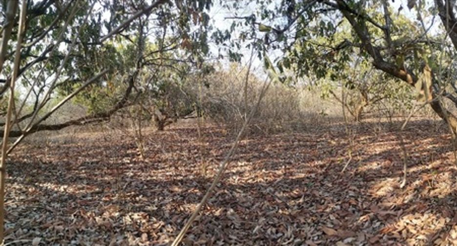For sale land in Ban Hong, Lamphun