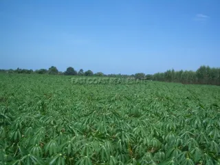 For sale land in Bang Lamung, Chonburi
