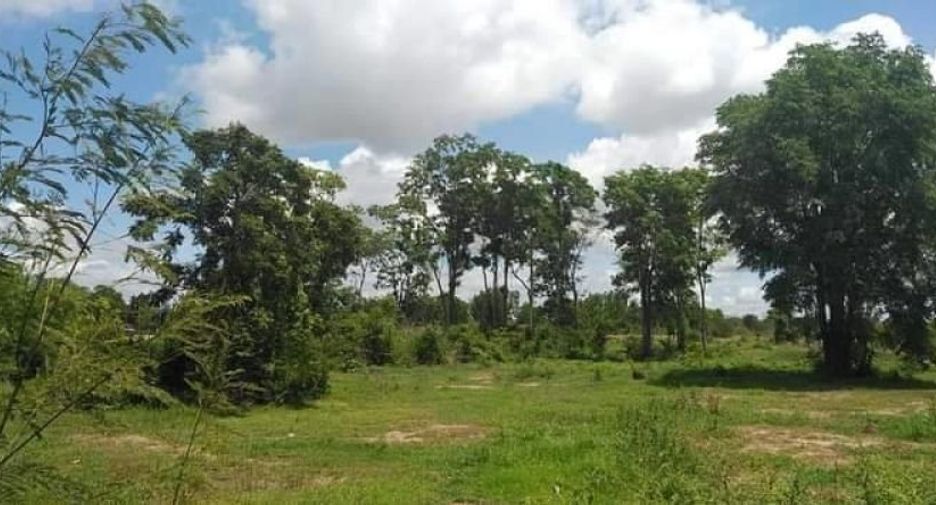 For sale land in Nong Mamong, Chainat