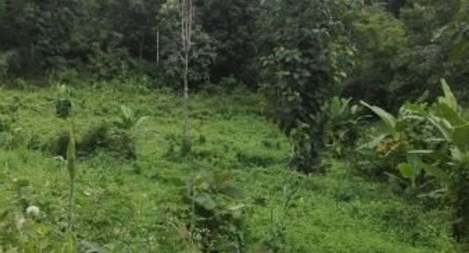 Grundstück zum Kauf in Samoeng, Chiang Mai