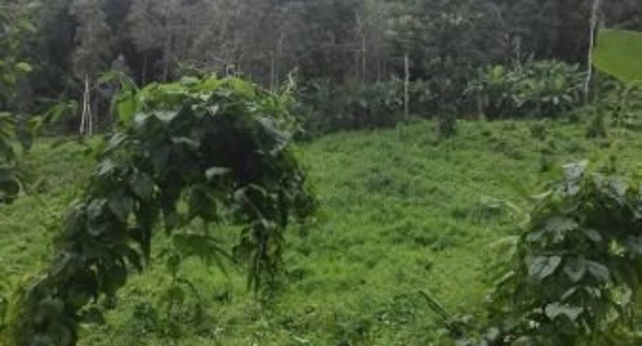 Grundstück zum Kauf in Samoeng, Chiang Mai