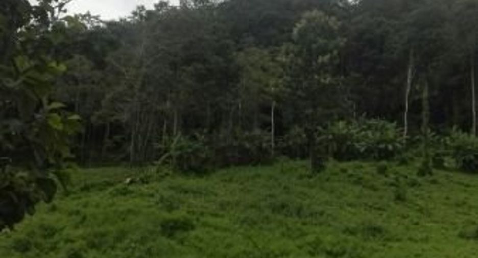 Grundstück zum Kauf in Samoeng, Chiang Mai
