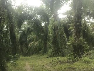 For sale land in Ao Luek, Krabi