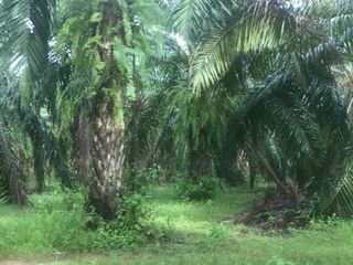For sale land in Ao Luek, Krabi