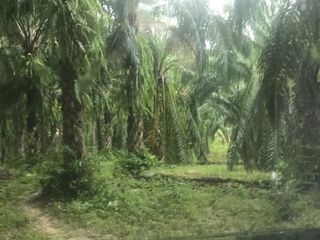 For sale land in Ao Luek, Krabi