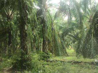 For sale land in Ao Luek, Krabi