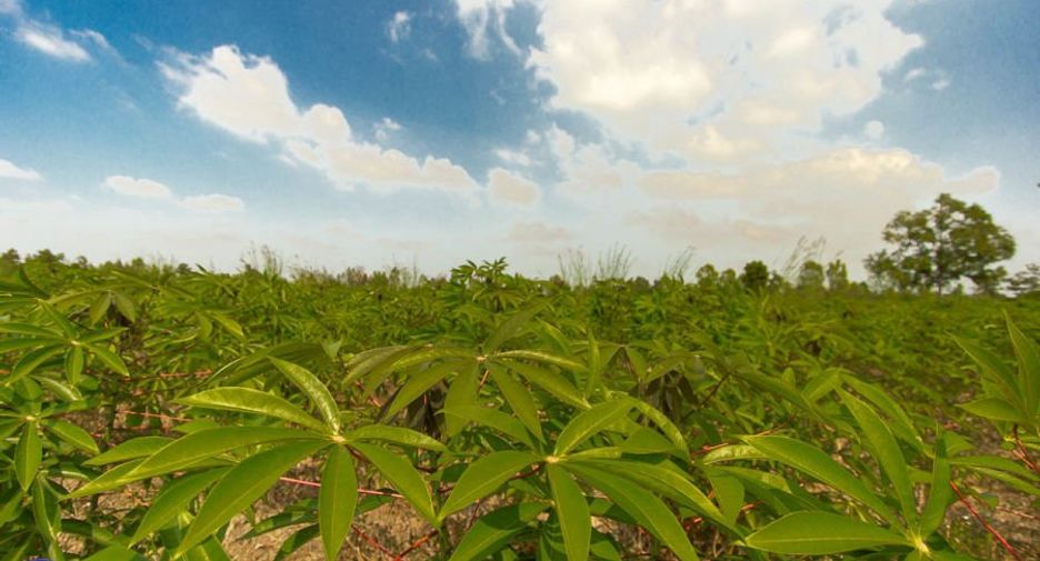 Terreno en venta en Trakan Phuet Phon, Ubon Ratchathani
