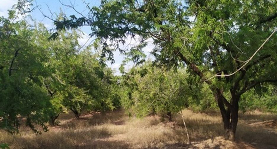 For sale land in Chon Daen, Phetchabun