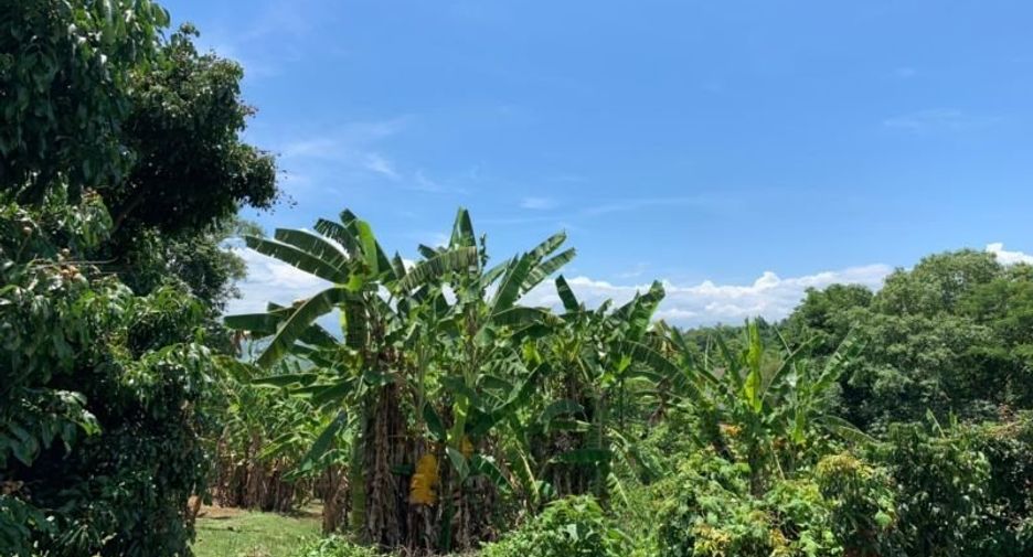 Grundstück zum Kauf in Mae Rim, Chiang Mai