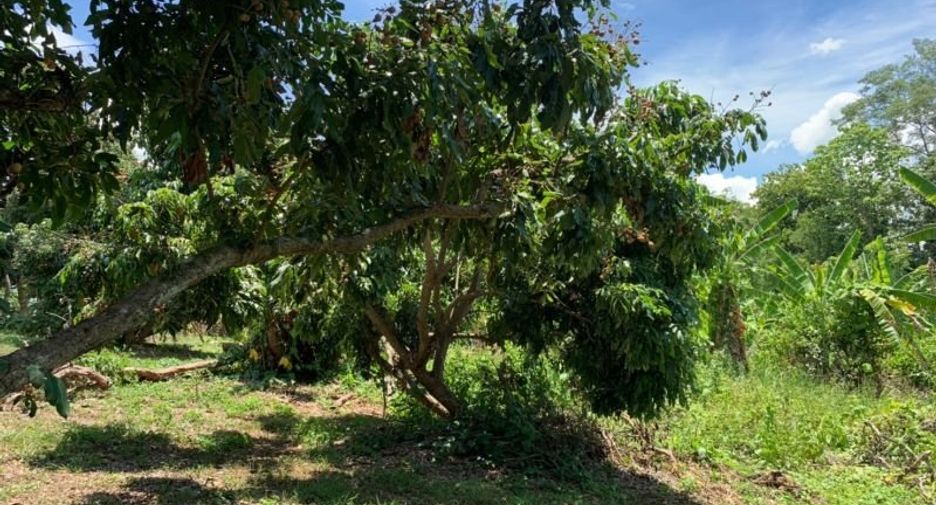 Grundstück zum Kauf in Mae Rim, Chiang Mai