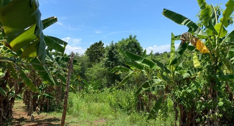 Grundstück zum Kauf in Mae Rim, Chiang Mai