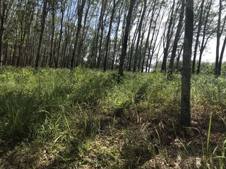 For sale land in Takua Thung, Phang Nga