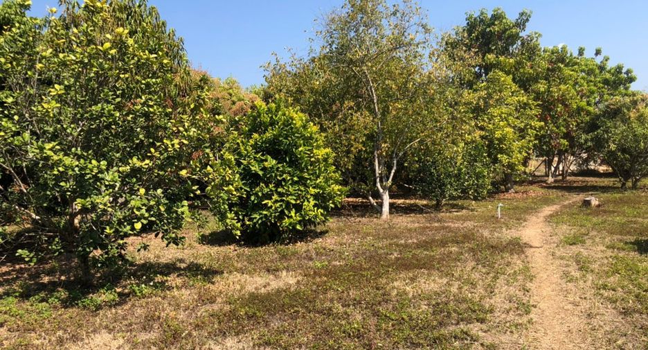 For sale land in Phrao, Chiang Mai