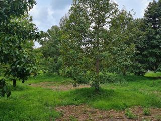 For sale land in Makham, Chanthaburi