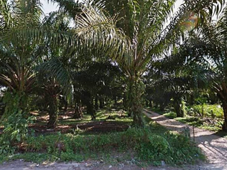 For sale land in Thai Mueang, Phang Nga