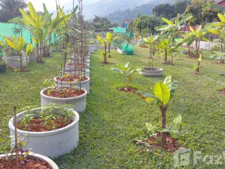 For sale land in Mae Chan, Chiang Rai