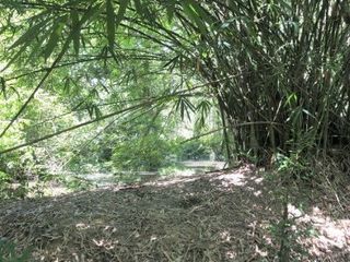 For sale land in Pak Phayun, Phatthalung