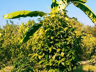 For sale land in Phanom Sarakham, Chachoengsao