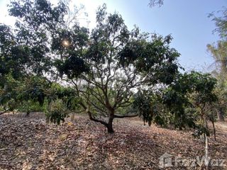 For sale land in Mueang Lamphun, Lamphun