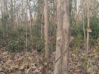 For sale land in Wichian Buri, Phetchabun