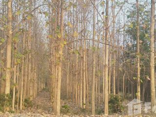 For sale land in Wichian Buri, Phetchabun