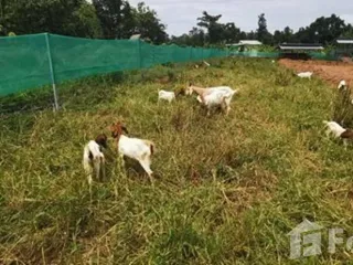 For sale land in Nong Han, Udon Thani