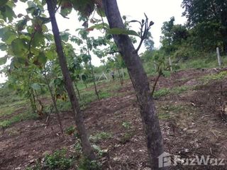 For sale land in Wang Thong, Phitsanulok