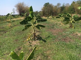 For sale land in Wichian Buri, Phetchabun