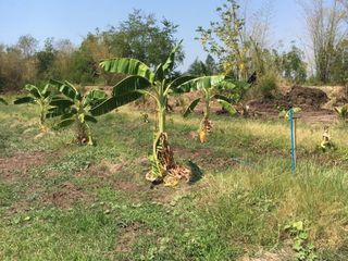 For sale land in Wichian Buri, Phetchabun