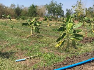 For sale land in Wichian Buri, Phetchabun