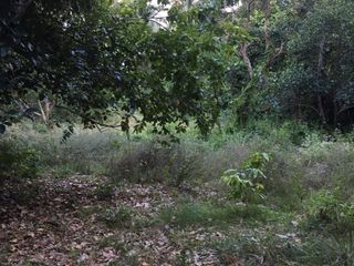For sale land in Tha Sala, Nakhon Si Thammarat