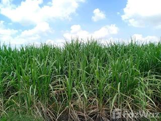 For sale land in Noen Kham, Chainat