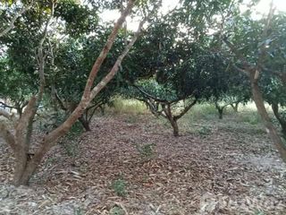 For sale land in Wang Nam Khiao, Nakhon Ratchasima
