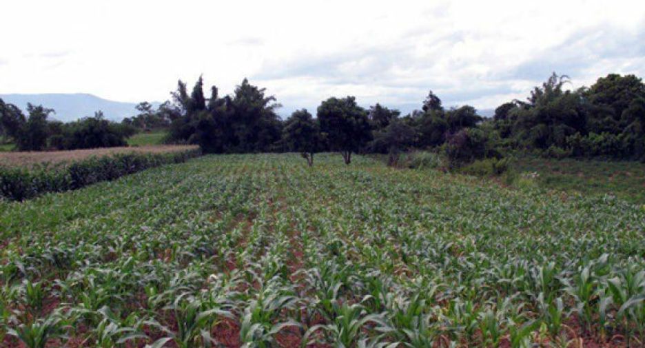 For sale land in Chiang Khong, Chiang Rai