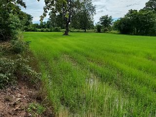 For sale land in Non Sung, Nakhon Ratchasima