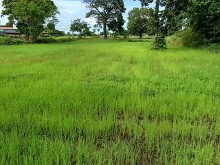 For sale land in Non Sung, Nakhon Ratchasima