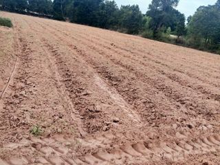 For sale land in Phayakkhaphum Phisai, Maha Sarakham