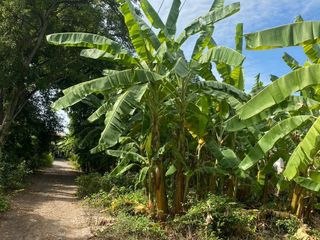 For sale land in Nakhon Luang, Phra Nakhon Si Ayutthaya