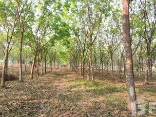 For sale land in Mueang Nongbua Lamphu, Nong Bua Lamphu