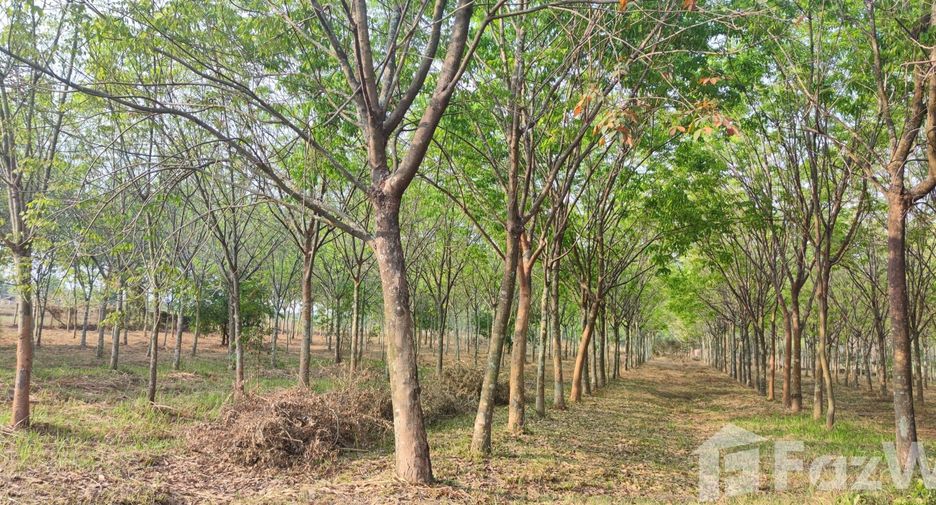 For sale land in Mueang Nongbua Lamphu, Nong Bua Lamphu