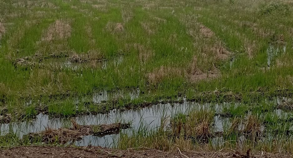 For sale land in Kaeng Khoi, Saraburi