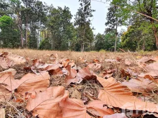 For sale land in Kuchinarai, Kalasin