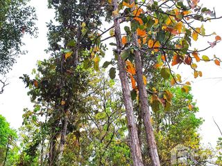 For sale land in Kuchinarai, Kalasin