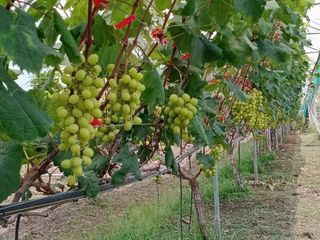 For sale land in Soi Dao, Chanthaburi