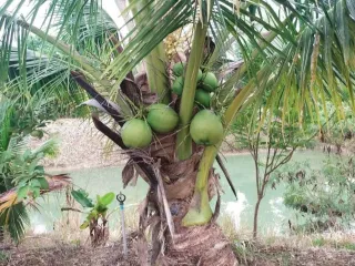 For sale land in Soi Dao, Chanthaburi
